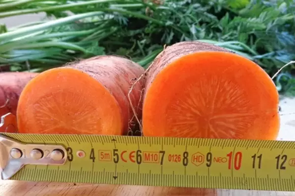 Морковь Дордонь: секреты успешного выращивания на вашем огороде