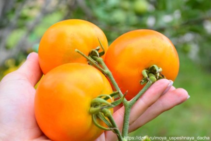 ������, �� ������� ���������� �������: ������� ������� ���� ������ ��������