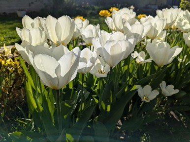 Белые цветы в саду: встречаем тренд 2026 года