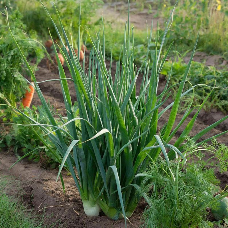 ��� ��������� ����� � ��������: ������� �������� ������