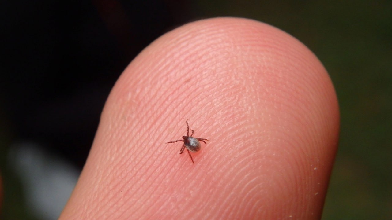 В Госдуме предложили создать интерактивную карту статистики укусов клещей