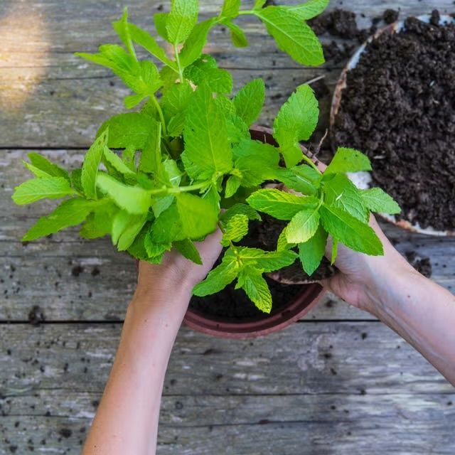 ������ ���������: ��������� ������� ������������ �����