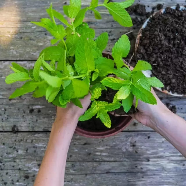 Мятное искушение: открываем секреты удивительной травы