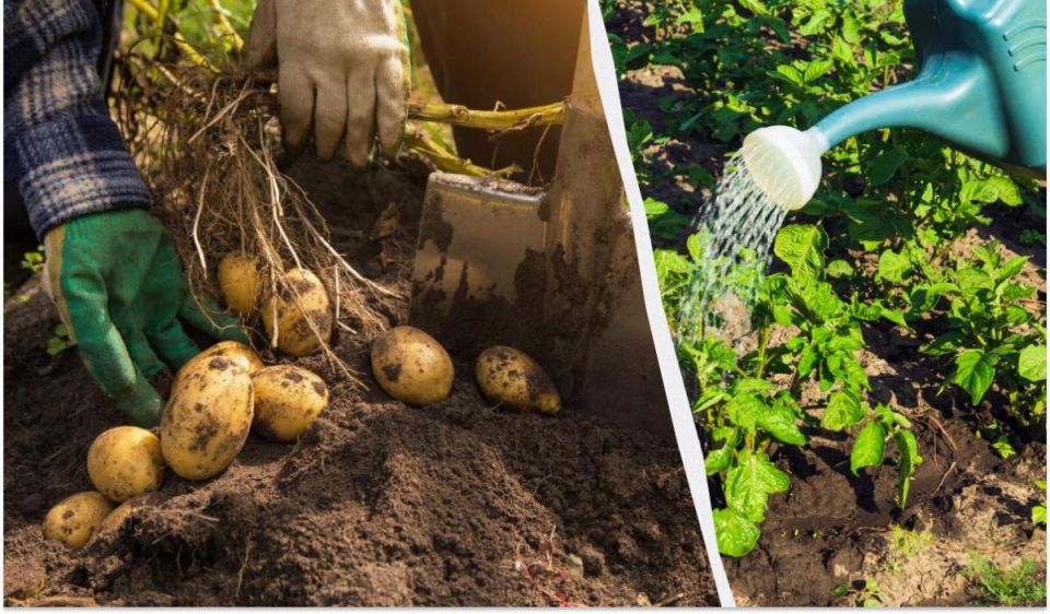 ��������� ������ ���������: ������ �� ��������� � �������� ����