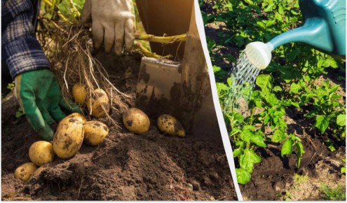 Увеличьте урожай картофеля: советы по подкормке в середине лета
