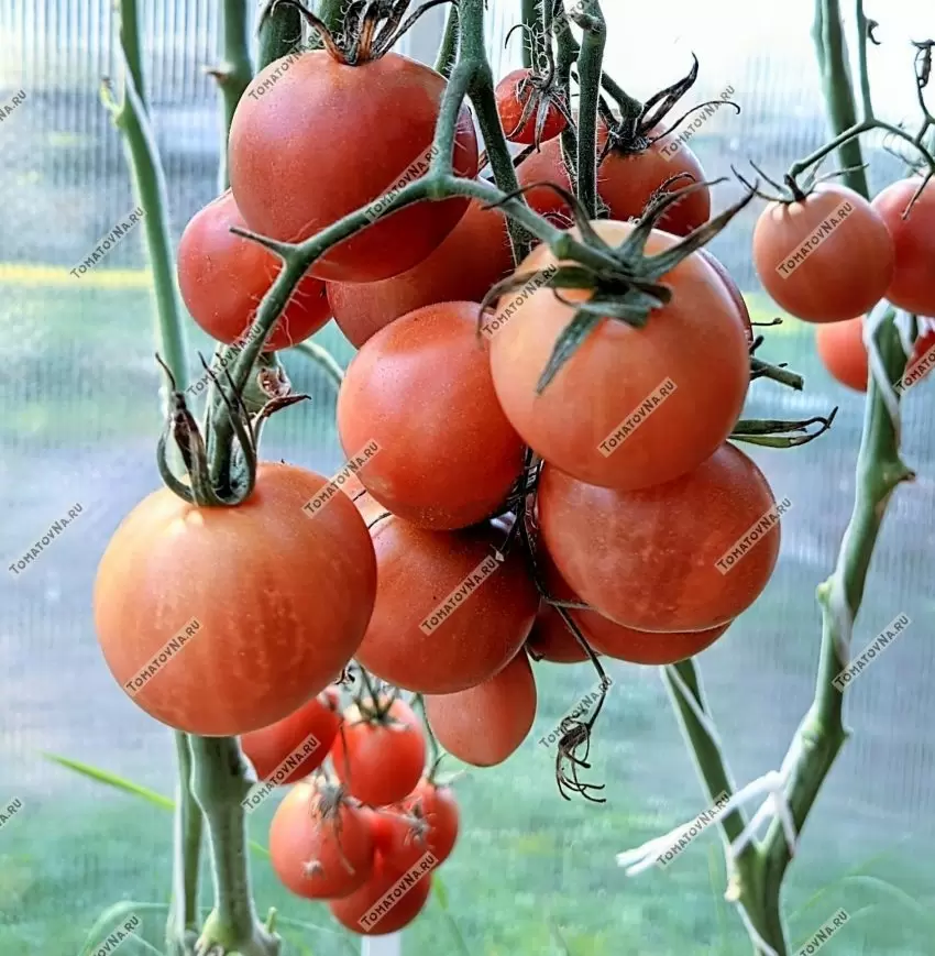 Томат Псамафа: удивительная коричнево?фиолетовая классика для горшков и грядок