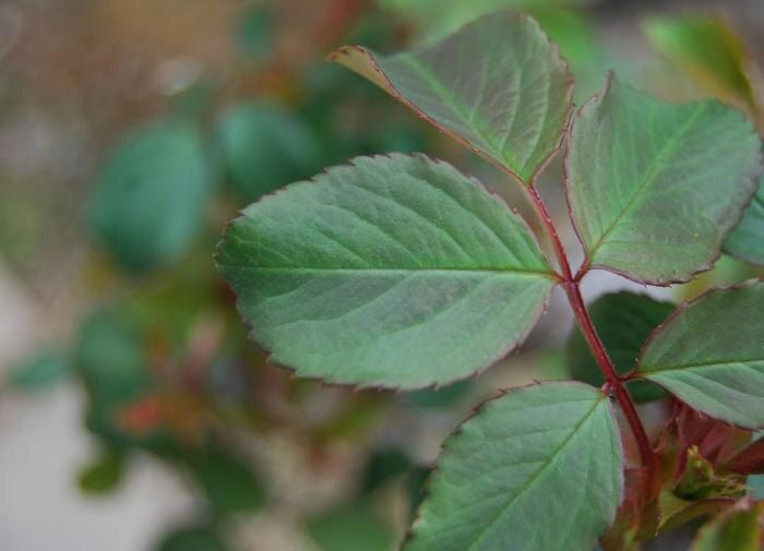 ��� ������ ���� ���� �� ������ �����: ������� ������ �� ������������ � �������