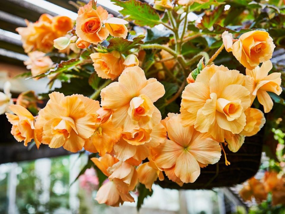 ��� ������� ������������ ���: ���� ��� ������� ����������