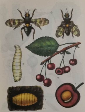 Как защитить черешню и вишню от вишневой мухи