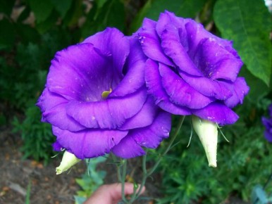 ������� ��������� ������ �������