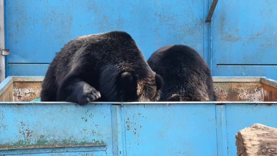 ���� � ���� �� �������������� ��������� �� �������