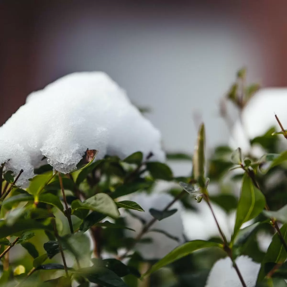 Зимняя забота о саде: секреты успешной подготовки растений к новому сезону