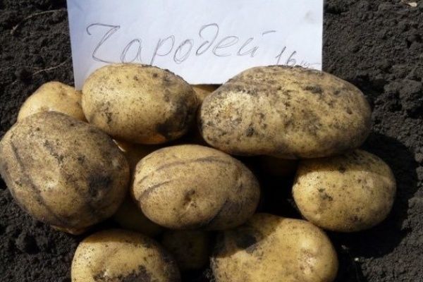 ������ ��������� ������� ���������� ��������� ��������� � 2025 ����?