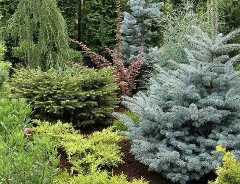 Как сохранить ели здоровыми: практическое руководство по профилактике грибковых заболеваний