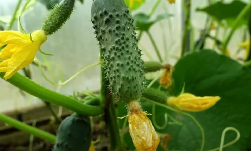 ������� ��������� ������ �������: �������� ��������� ��� ������ ����