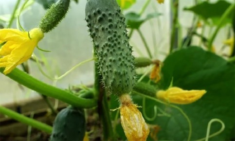Секреты успешного урожая огурцов: июльская подкормка для вашего сада