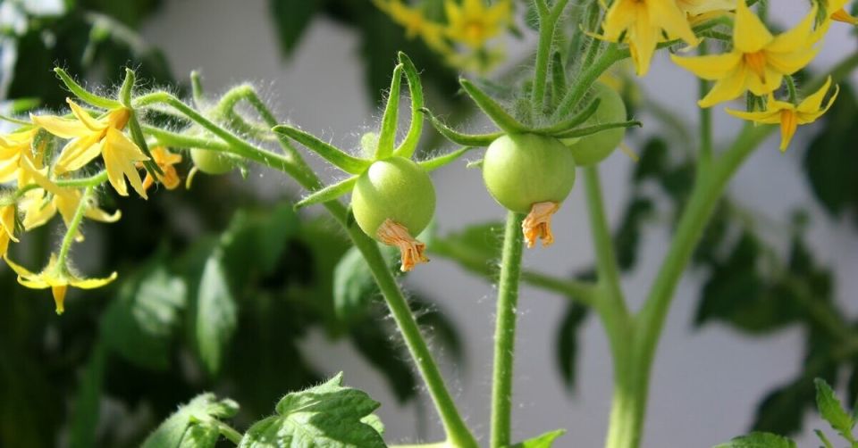 ������� ��������� ����� �� ��������: ��� �������� ����������� � ��������� ������