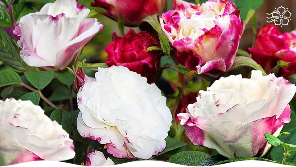 ����� ������: ��������� ���� ��� ������ ����