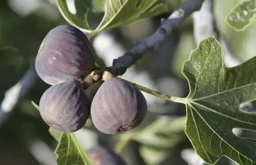 Секреты сбора сладкого инжира: время, признаки спелости и методы хранения