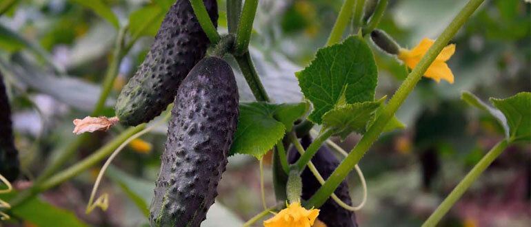 ����������� ������� ������ � ���� �� �������