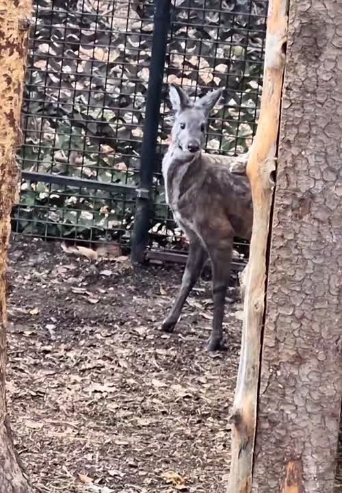 Новых жителей представил зоосад «Приамурский»