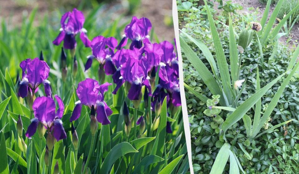 ����� ����� ��������: ���� � �������