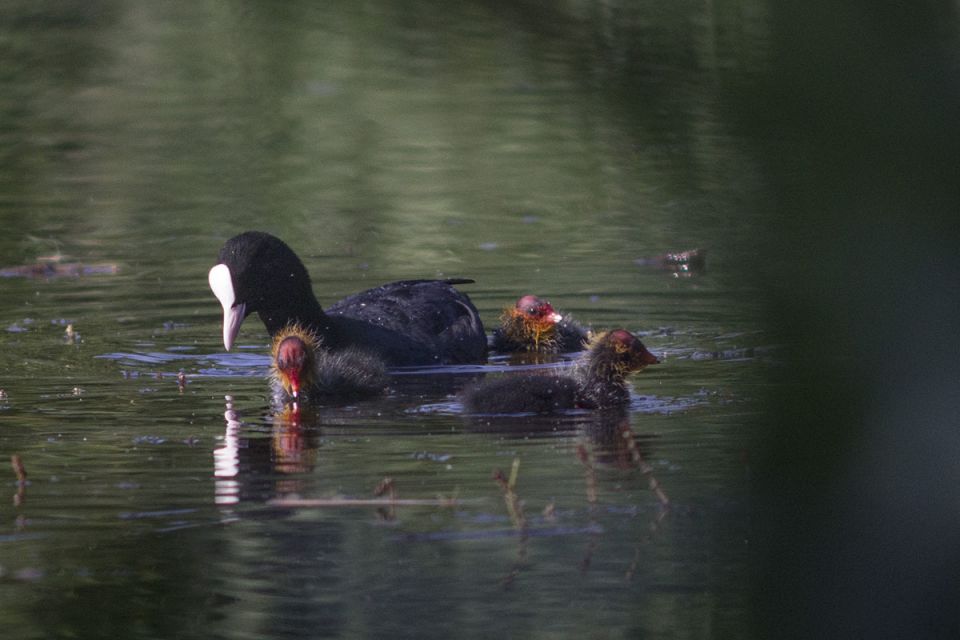 ��� ������ � �������� ����������� ������ ���: �������, ����� � ������� �������