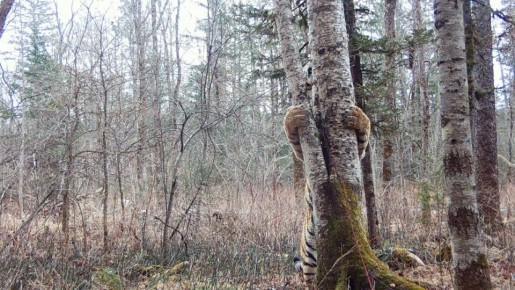 ���� ����������� �� ������� � ���������� ��������