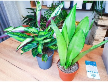 ��� ���������� ������� � ����������� ������: ������� ��������� ��������