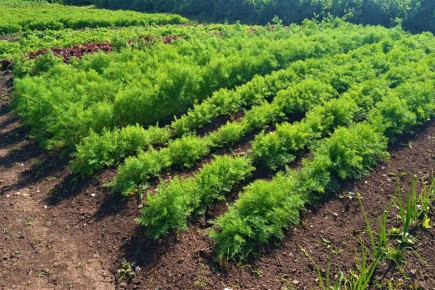 ������ ������������ ������� �� ������ ��� ��������