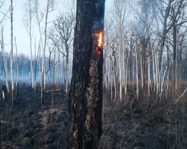Огнеборцы Хабаровского края локализовали лесной пожар на площади в 9600 га