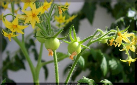 ��� ���������� �������� ���� ������� � ����: ������ ������ ��� �����������