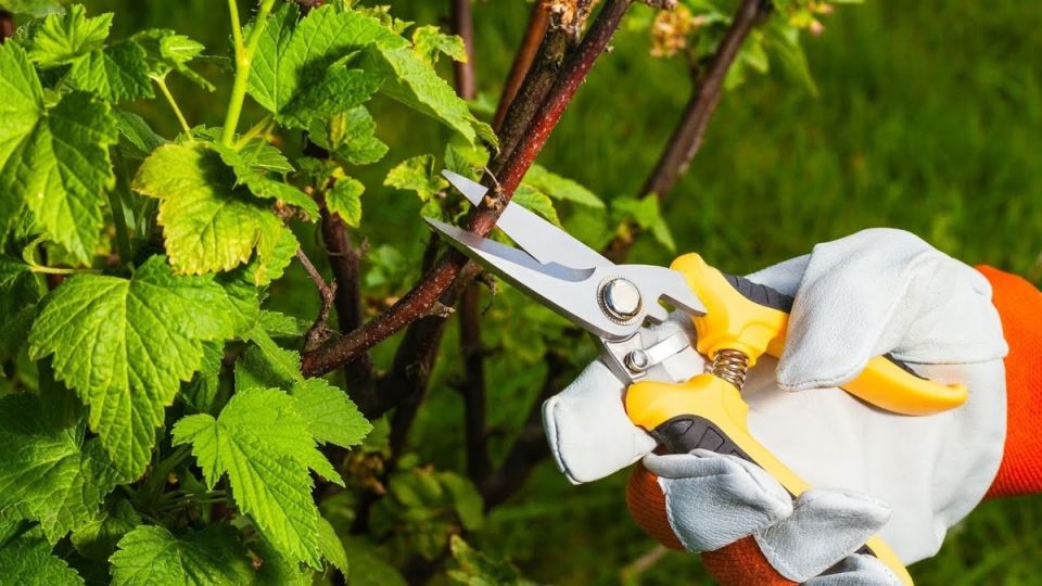 ������� �������� ������� ���������: �������� ������ ��� ������� ��������