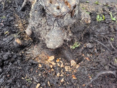 Как превратить пень в стильный элемент дизайна сада без лишних усилий