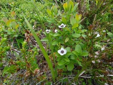 ������ ���� ����� ������������ ����������: ������������ ������������ �����