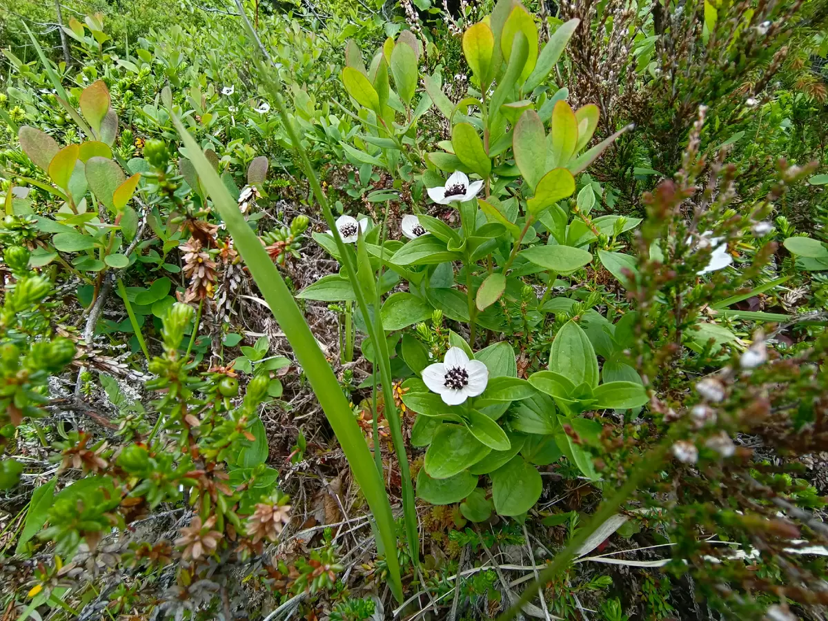 Почему коты могут игнорировать деликатесы: удивительные предпочтения Шанти