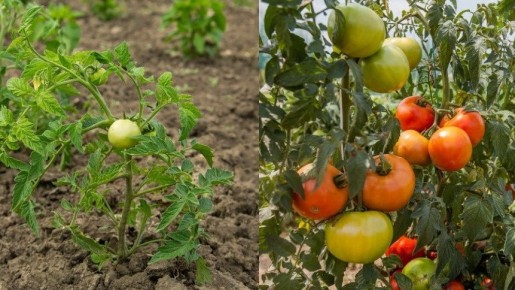 ��� ���������� ������ � ����������� ���������: ���� �������� ��������� �����������