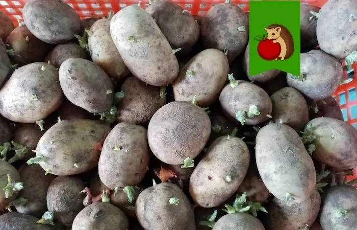 Как подготовить картофель к посадке: три ключевых этапа для отличного урожая