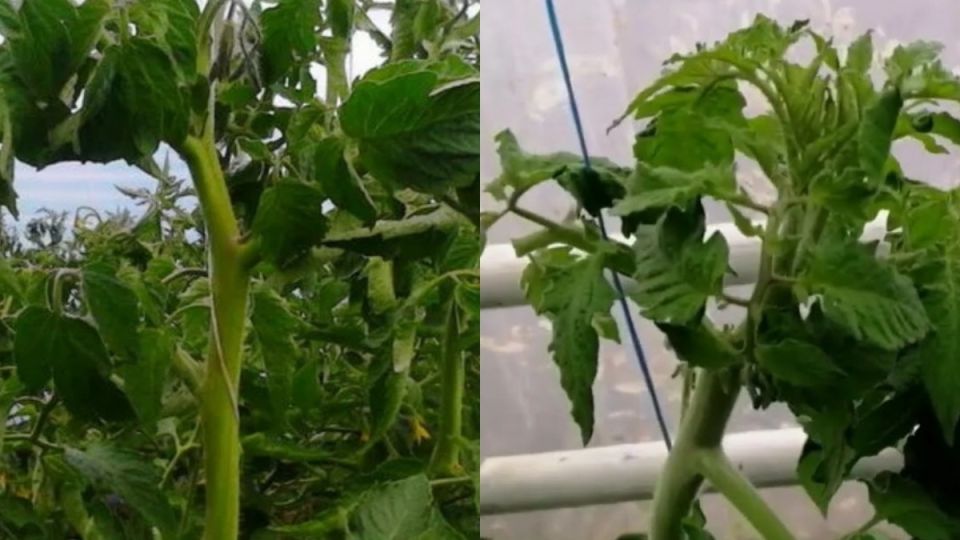 ������� ��������� ����������� ��������� �������