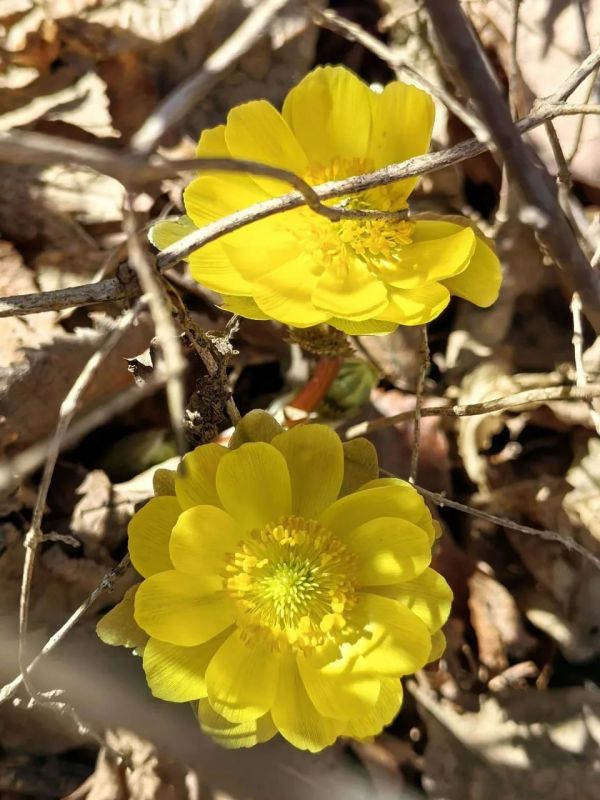 ������ � ����������� ����. ���������