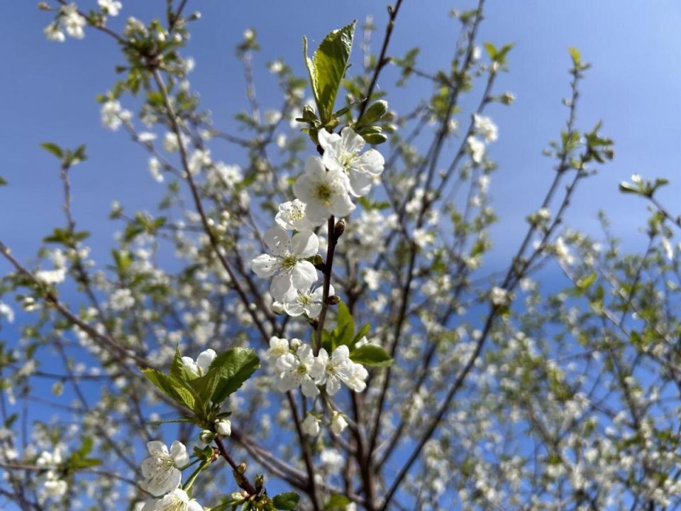 ����������� ������: ��� �������� ���� ������� �� ������ ����