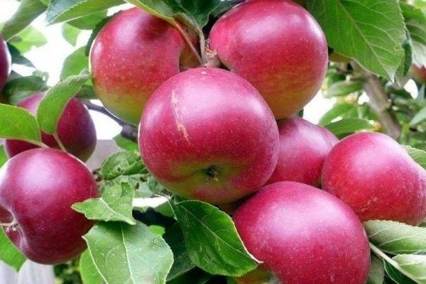 ������ ���������: ��������� ��������� ������������ � ��������������