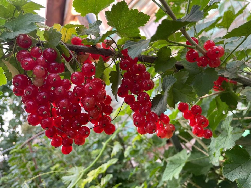 ��� ����������� ��������� � ����: ��� ������� ����