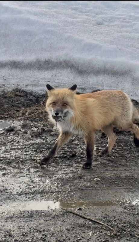 ������ � ����������� ����. ���������