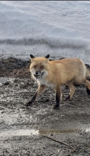 ������ � ����������� ����. ���������