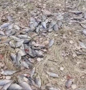 ���������� � ������ ������� ���� � ������� � ����������� ����� ��������� �������� �����������