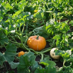 ��� ��������� �����-������: ������� ��������� ������