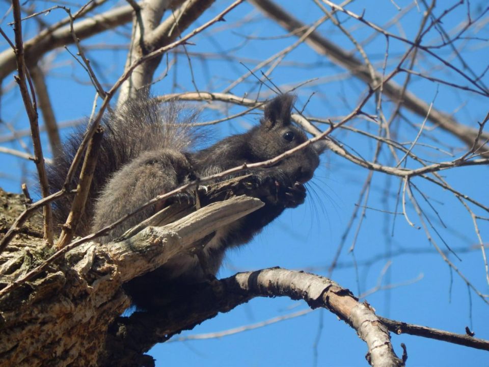 ������ � ����������� ����. ���������