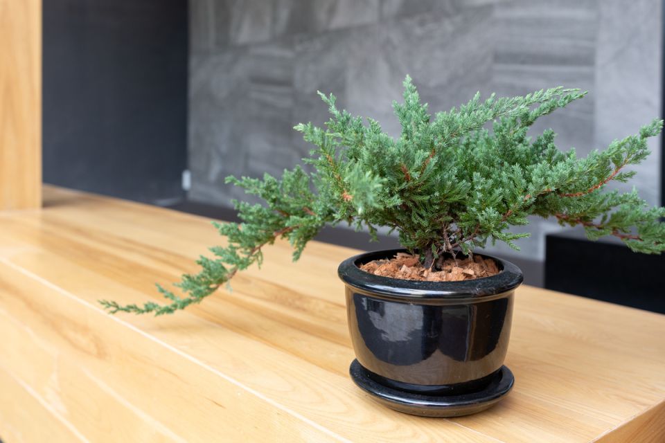 ������� ������� ��� � ��������