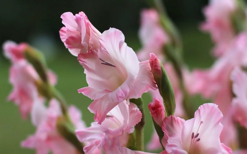 ������� ��������� ����������� �����������: ��� ������� ������� ��������